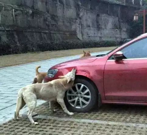  :
 - 20150313_stray_dogs_destroy_a_car_in_china_jetta_gets_bitten_into_submission_2.jpg
 - : 22,12, : 74