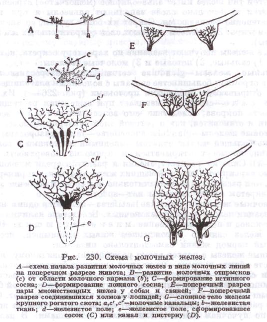 Молочные железы типы желез. Молочная железа свиньи строение. Строение молочных желез козы. Строение молочной железы свиньи. Развитие молочных желез схема.